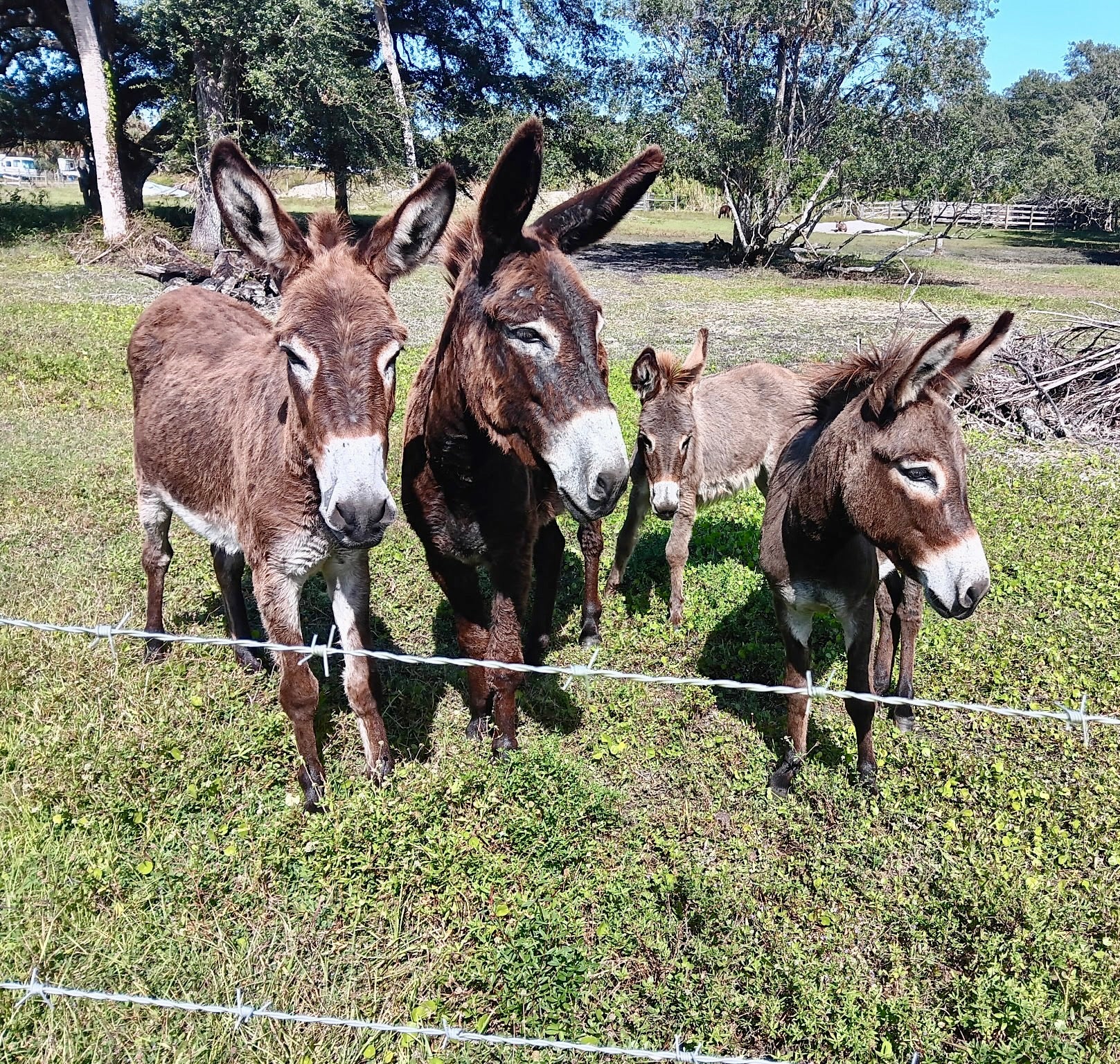 Standard Donkeys – Gentle, Smart, and Full of Personality