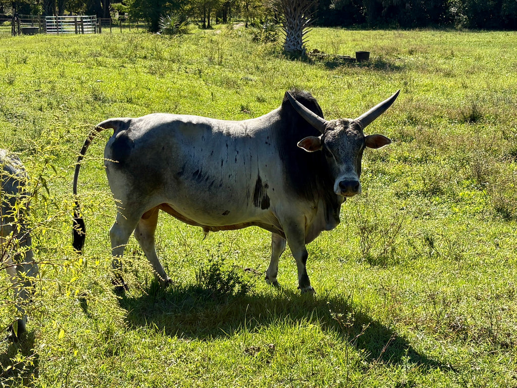Mini Zebu Bulls – Small Size, Big Personality
