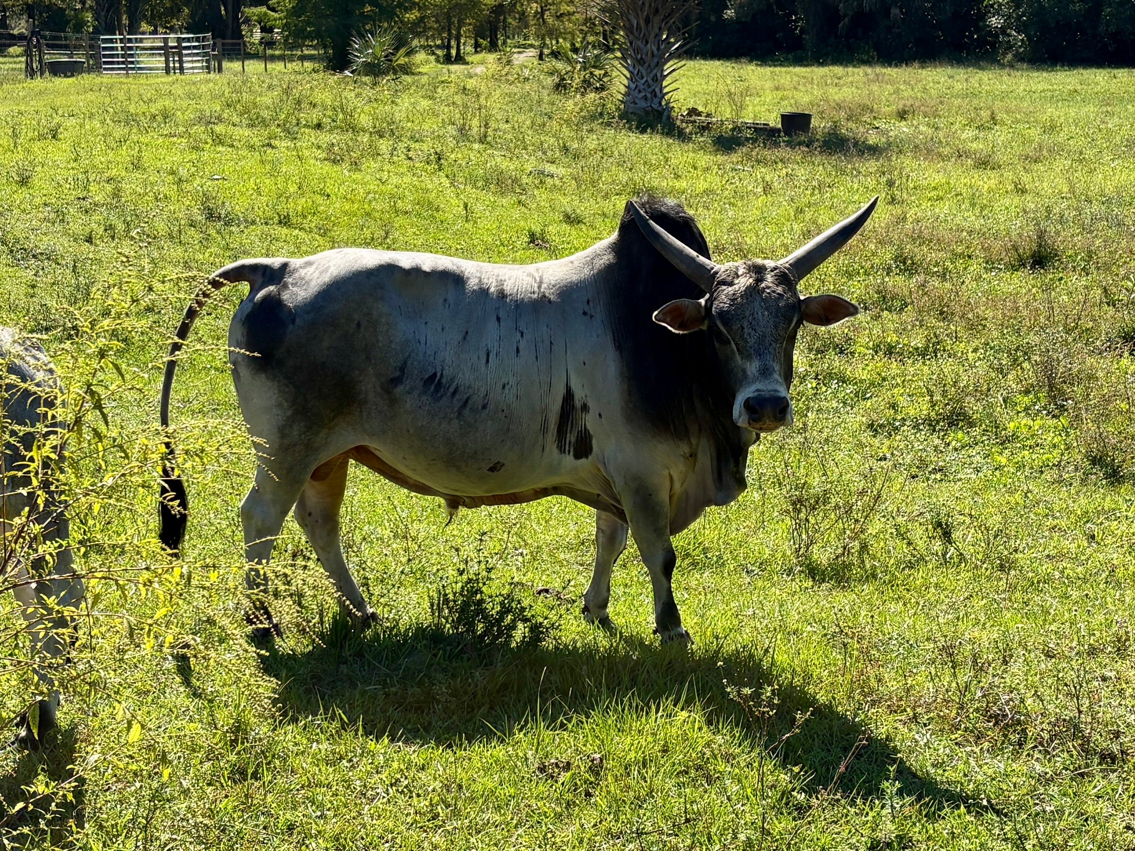 Mini Zebu Bulls – Small Size, Big Personality