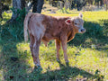 New Born Baby Calf