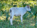 New Born Mini Zebu (Sold)