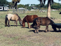 Mini Horses