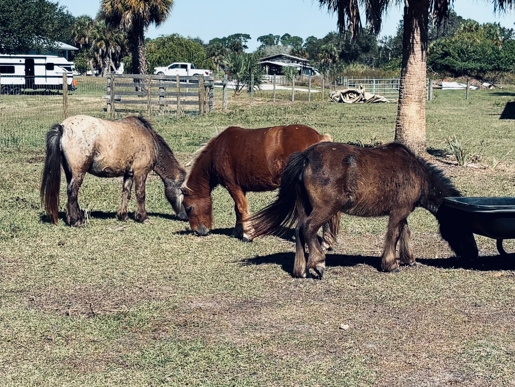 Mini Horses