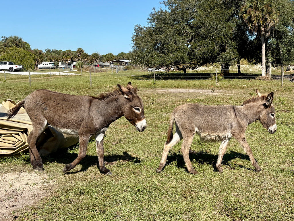 Mini Donkey's for sale