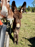 Baby Standard Donkey for sale