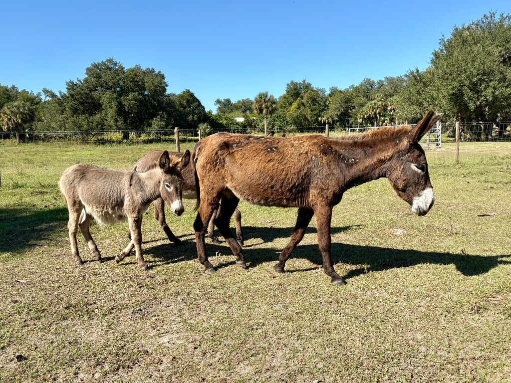 Mini Donkey's for sale