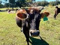 Loving and Friendly Pet Cow