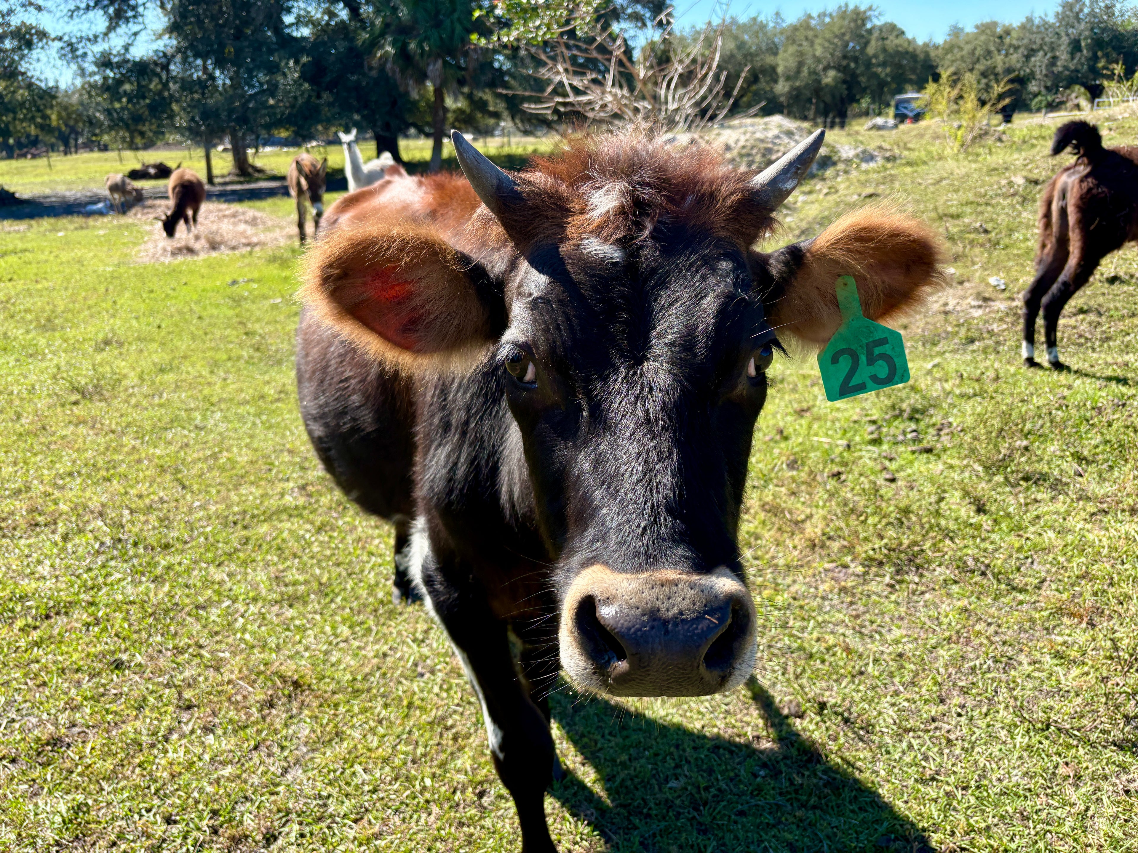 Loving and Friendly Pet Cow