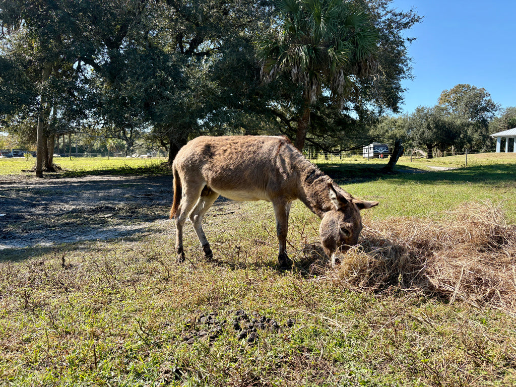 Mini Donkey's for sale