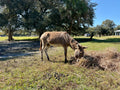 Mini Donkey's for sale