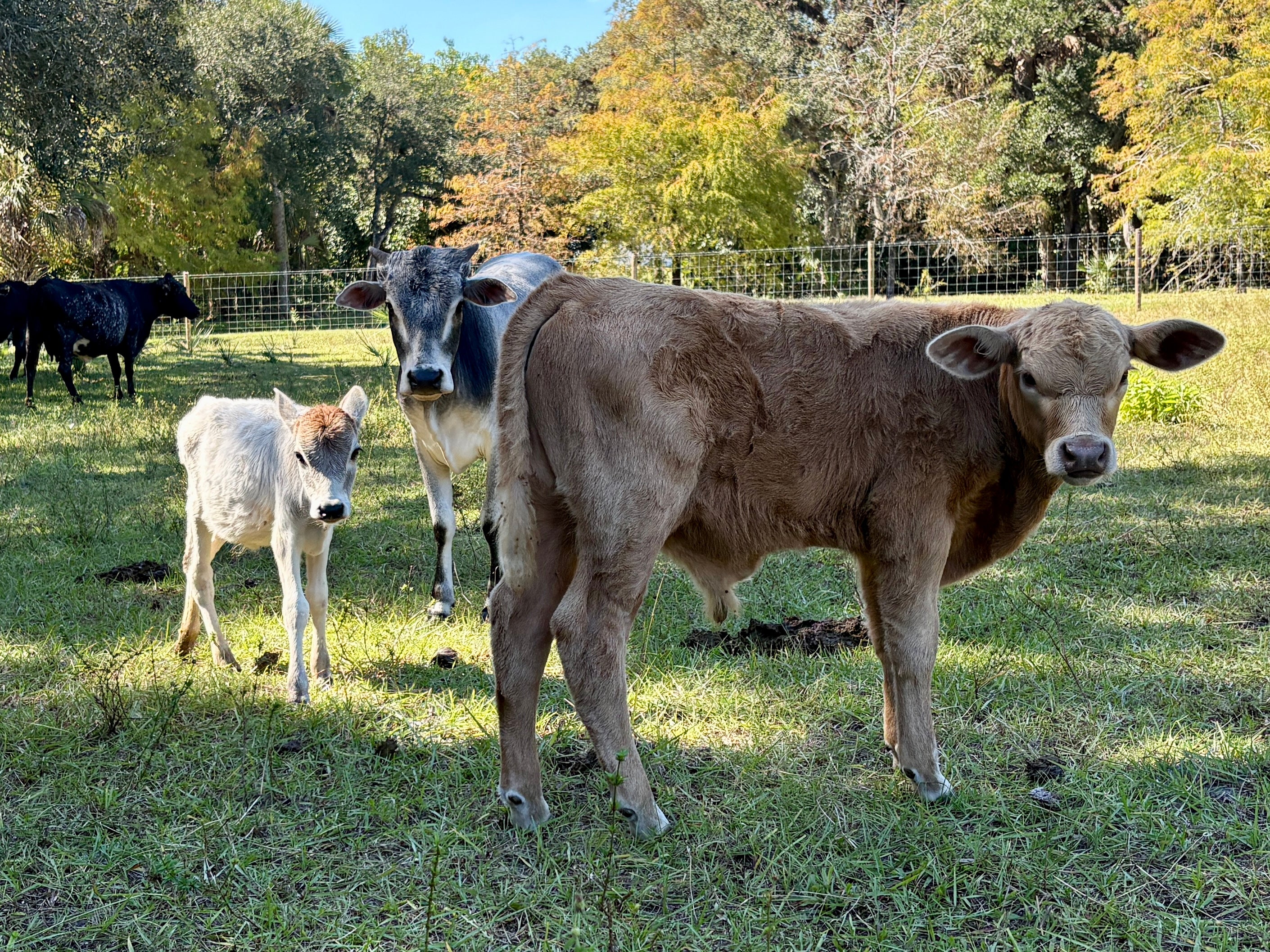 Feed the farm – The Johnson Ranch and Rescue