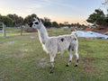 Meet Dolly – Our Sweet White Female Llama