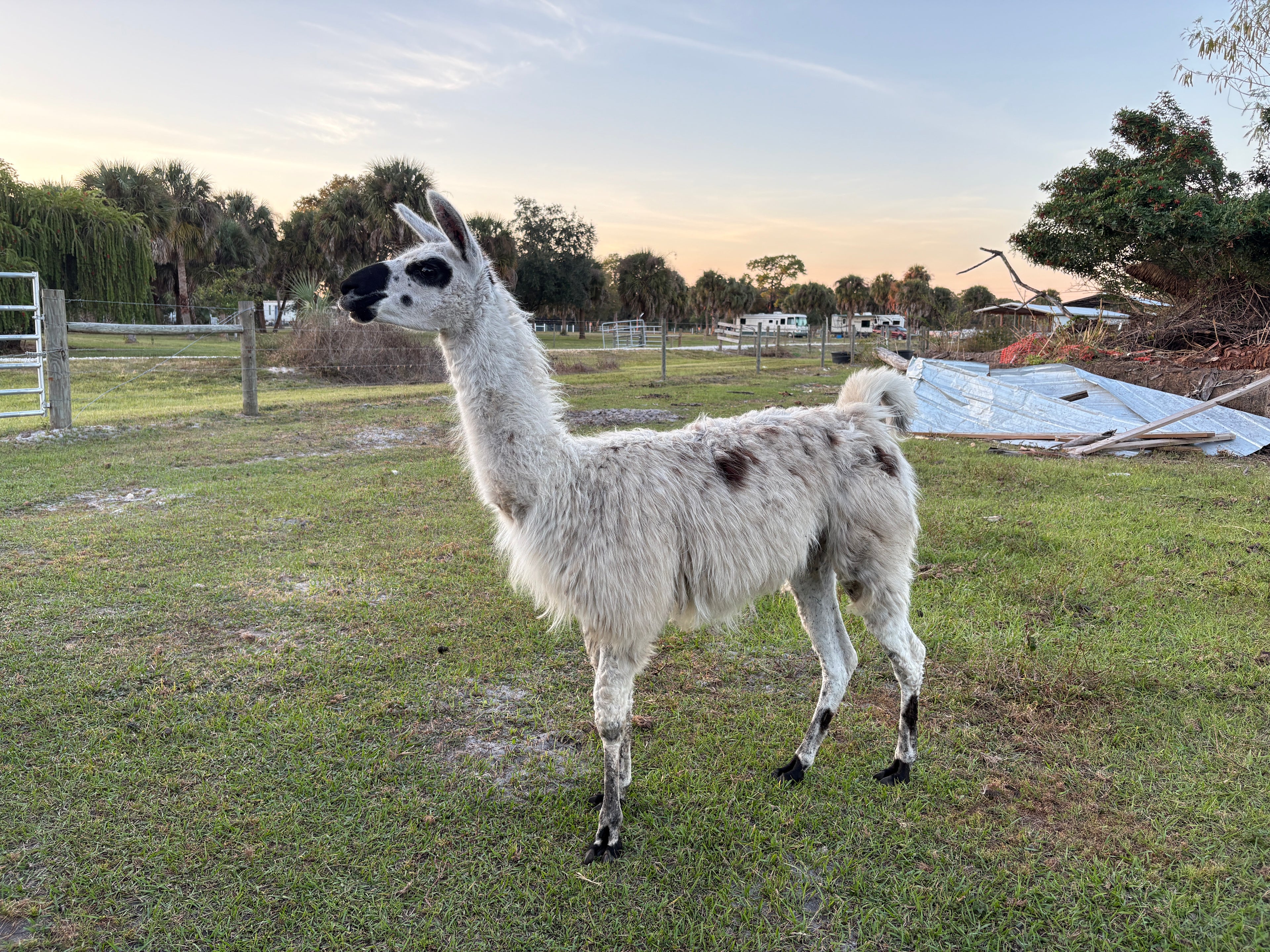 Meet Dolly – Our Sweet White Female Llama