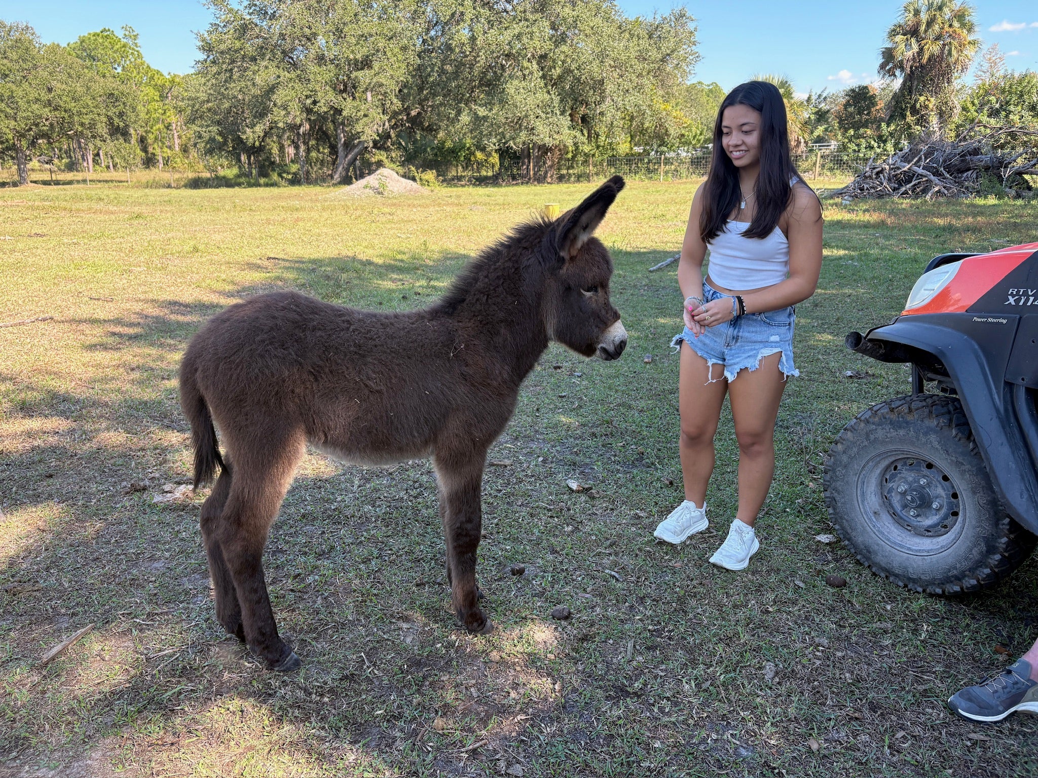 Baby Standard Donkey for sale