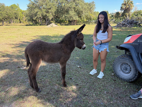 Baby Standard Donkey for sale