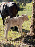 Brangus × Charolais Cross Calf