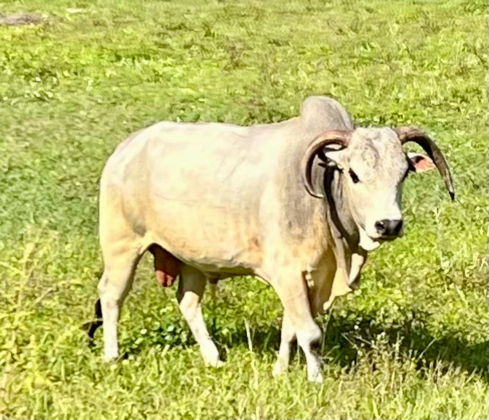 Mini Zebu Bulls – Small Size, Big Personality