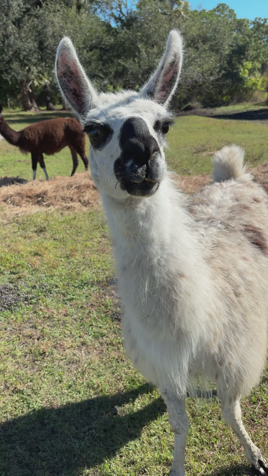 Loving Llamas 🦙